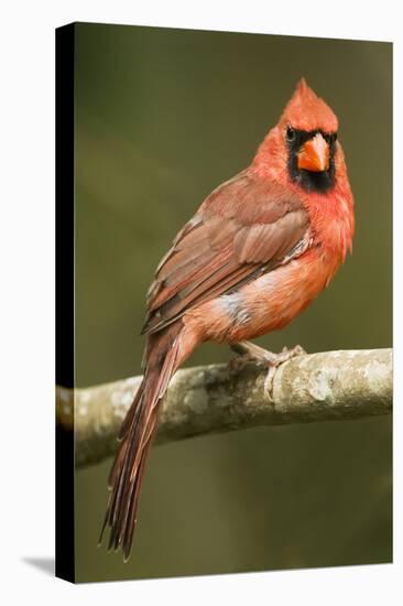 Mexico. Cardinalis Cardinalis, Northern or Red Cardinal Male Portrait in Tropical Forest Tree-David Slater-Premier Image Canvas