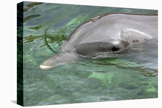 Mexico, Caribbean. Common Bottlenose Dolphin Portrait-David Slater-Premier Image Canvas