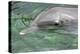 Mexico, Caribbean. Common Bottlenose Dolphin Portrait-David Slater-Premier Image Canvas