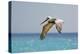 Mexico, Caribbean. Male Brown Pelican Flying over the Sea-David Slater-Premier Image Canvas