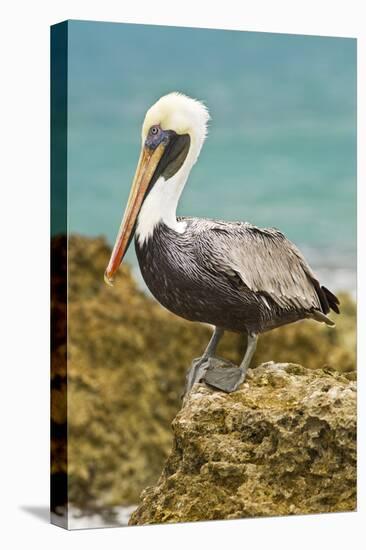 Mexico, Caribbean. Pelecanus Occidentalis, Male Brown Pelican-David Slater-Premier Image Canvas