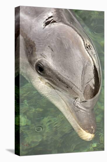 Mexico, Caribbean. Tursiops Truncatus, Common Bottlenose Dolphin Portrait-David Slater-Premier Image Canvas