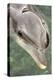 Mexico, Caribbean. Tursiops Truncatus, Common Bottlenose Dolphin Portrait-David Slater-Premier Image Canvas