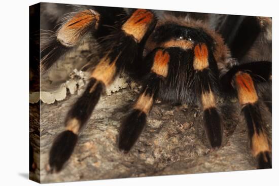 Mexico. Close-up of red knee tarantula-Jaynes Gallery-Premier Image Canvas