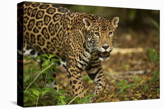 Mexico, Panthera Onca, Jaguar in Forest-David Slater-Premier Image Canvas