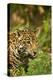 Mexico, Panthera Onca, Jaguar Licking Lips, Portrait-David Slater-Premier Image Canvas