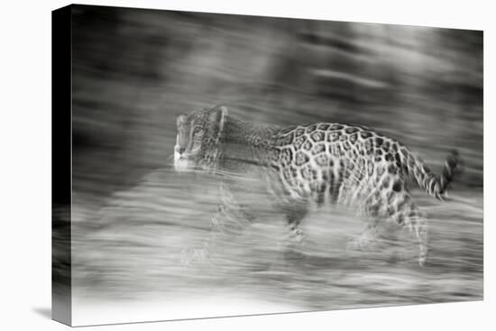 Mexico, Panthera Onca, Jaguar Running Through Forest-David Slater-Premier Image Canvas