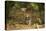 Mexico, Panthera Onca, Jaguar Walking in Forest-David Slater-Premier Image Canvas