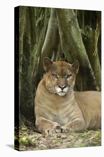 Mexico. Puma Concolor, Puma in Montane Tropical Forest-David Slater-Premier Image Canvas