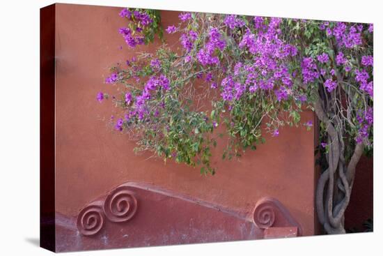 Mexico, San Miguel de Allende. Bougainvillea tree next to wall.-Don Paulson-Premier Image Canvas