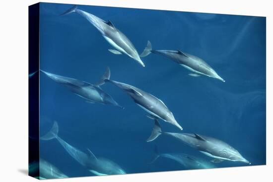 Mexico, Sea of Cortez, Bottlenose Dolphins Swimming Underwater in Front of Boat-Ann Collins-Premier Image Canvas