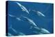 Mexico, Sea of Cortez, Bottlenose Dolphins Swimming Underwater in Front of Boat-Ann Collins-Premier Image Canvas