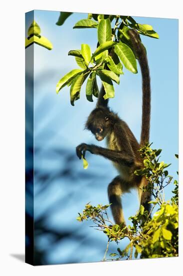 Mexico, Yucatan. Spider Monkey, Adult in Tree Curious About a Leaf-David Slater-Premier Image Canvas