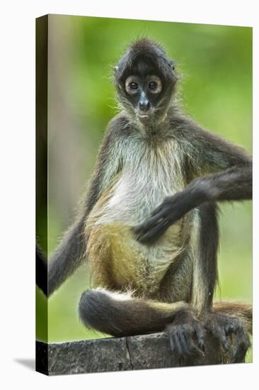 Mexico, Yucatan. Spider Monkey, Adult Scratching-David Slater-Premier Image Canvas