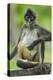 Mexico, Yucatan. Spider Monkey, Adult Scratching-David Slater-Premier Image Canvas