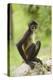 Mexico, Yucatan. Spider Monkey, Adult Sitting-David Slater-Premier Image Canvas