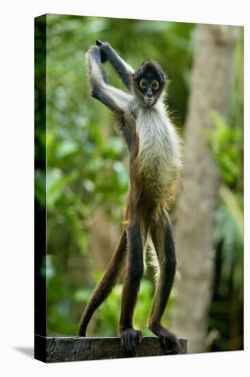 Mexico, Yucatan. Spider Monkey, Adult Standing-David Slater-Premier Image Canvas