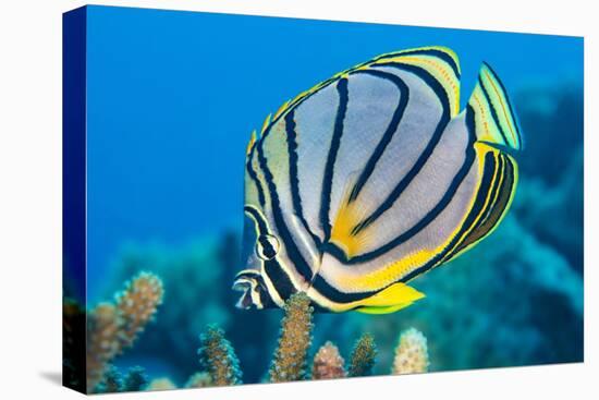 Meyer's butterflyfish feeding on hard coral, Indian Ocean-Alex Mustard-Premier Image Canvas