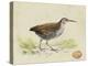 Meyer Shorebirds III-H. l. Meyer-Stretched Canvas