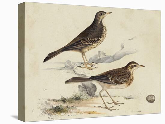Meyer Shorebirds VI-H. l. Meyer-Stretched Canvas