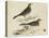 Meyer Shorebirds VI-H. l. Meyer-Stretched Canvas