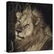 Mfuwe Lion-Wink Gaines-Stretched Canvas