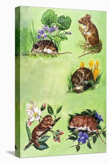 Mice, Voles and Shrews-Eric Tansley-Premier Image Canvas