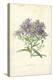 Michaelmas Daisy-Frederick Edward Hulme-Premier Image Canvas