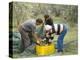 Michele Galantino Gathering Olives for Fine Extra Virgin Oil on His Estate, Puglia, Italy-Michael Newton-Premier Image Canvas