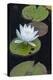 Michigan, Pictured Rock National Lakeshore. White Water Lily Flowering in a Pond-Judith Zimmerman-Premier Image Canvas