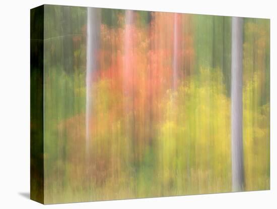 Michigan, Upper Peninsula. a Panned Motion Blur of Autumn Woodland-Julie Eggers-Premier Image Canvas