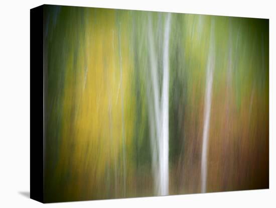 Michigan, Upper Peninsula. a Panned Motion Blur of Autumn Woodland-Julie Eggers-Premier Image Canvas