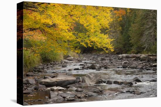 Michigan, Upper Peninsula. Autumn-Colored Trees Along Sturgeon River-Don Grall-Premier Image Canvas