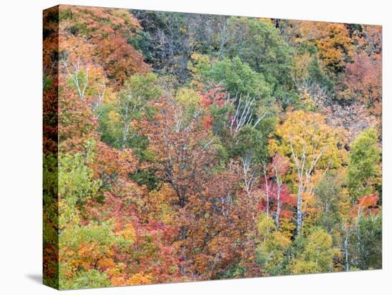 Michigan, Upper Peninsula. Autumn in Porcupine Mountains Wilderness SP-Julie Eggers-Premier Image Canvas