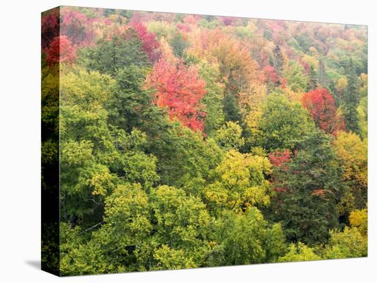 Michigan, Upper Peninsula. Colorful Autumn Tree Scenic-Julie Eggers-Premier Image Canvas