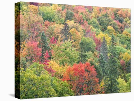 Michigan, Upper Peninsula. Colorful Autumn Tree Scenic-Julie Eggers-Premier Image Canvas