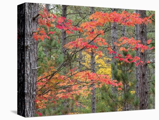 Michigan, Upper Peninsula. Fall Foliage and Pine Trees in the Forest-Julie Eggers-Premier Image Canvas