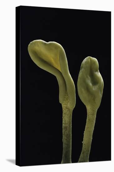 Microglossum Viride (Green Earth Tongue)-Paul Starosta-Premier Image Canvas