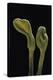 Microglossum Viride (Green Earth Tongue)-Paul Starosta-Premier Image Canvas