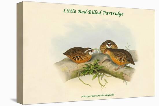 Microperdix Erythrorhyncha - Little Red-Billed Partridge-John Gould-Stretched Canvas
