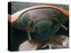 Microscopic View of Ladybug-Jim Zuckerman-Premier Image Canvas
