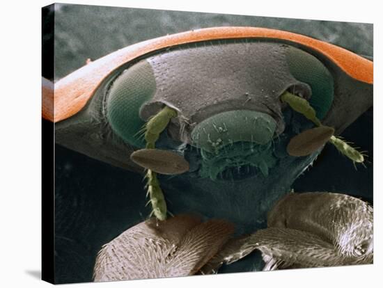 Microscopic View of Ladybug-Jim Zuckerman-Premier Image Canvas