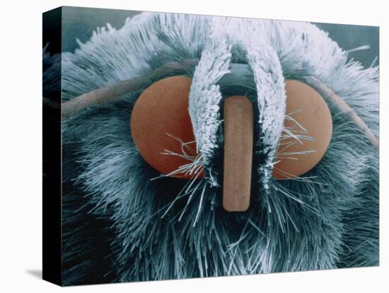 Microscopic View of Moth-Jim Zuckerman-Premier Image Canvas