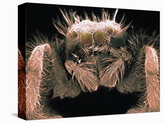 Microscopic View of Spider-Jim Zuckerman-Premier Image Canvas