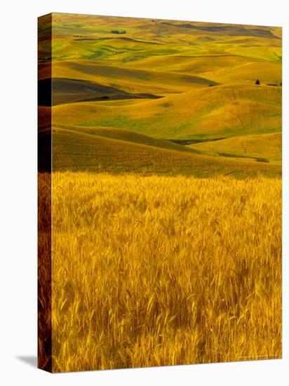 Mid-Season Fields Rolling Hills, Palouse, Washington, USA-Terry Eggers-Premier Image Canvas