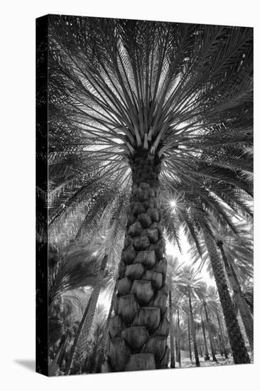 Midday sun in Palm Trees. Oman.-Tom Norring-Premier Image Canvas