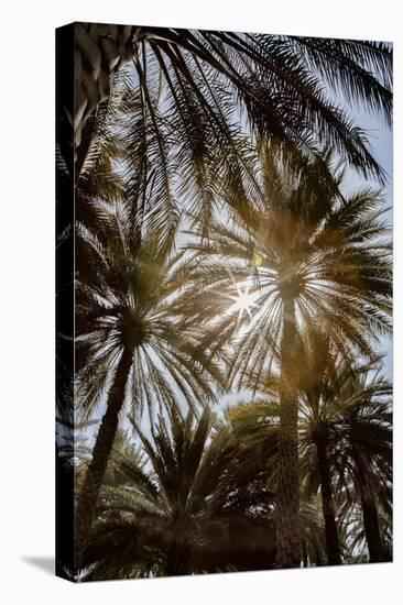 Midday sun in Palm Trees. Oman.-Tom Norring-Premier Image Canvas