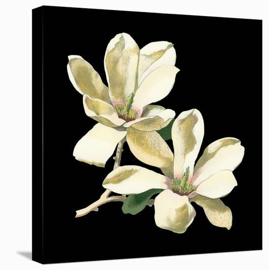 Midnight Magnolias II-Chabal Dussurgey-Stretched Canvas