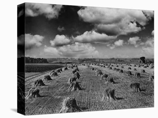 Midwestern Wheat Field at Harvest Time-Bettmann-Premier Image Canvas