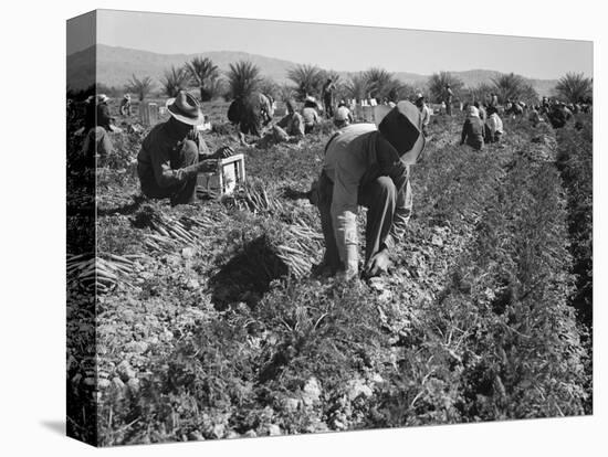 Migrant carrot pullers in California, 1937-Dorothea Lange-Premier Image Canvas